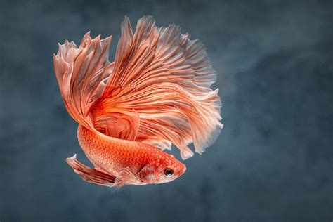 betta fish and goldfish in same tank|6 Critical Things to Know Before Putting Betta Fish and Goldfish in the.